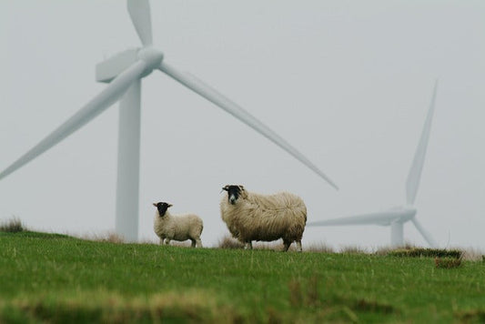 2 sheep stood on a grassy hill with 2 wind turbines in the background.